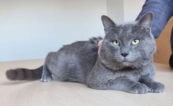 Sultan (FIV+)