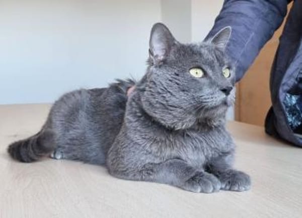 Sultan (FIV+)
