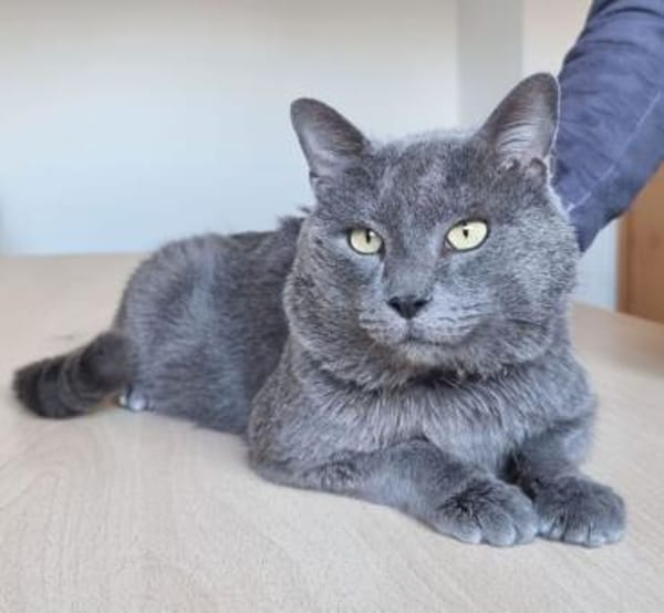 Sultan (FIV+)
