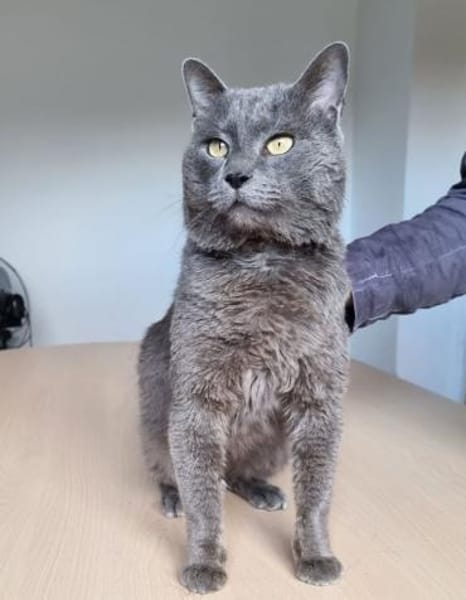 Sultan (FIV+)
