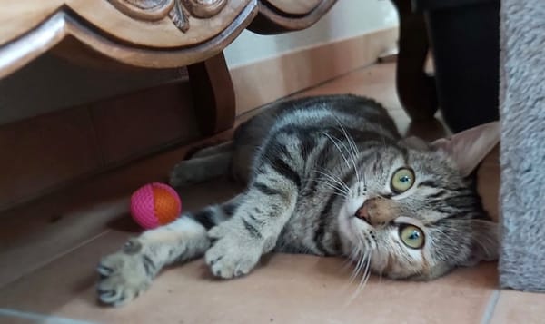 CHOUPETTE