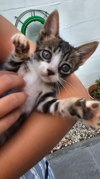 Michi