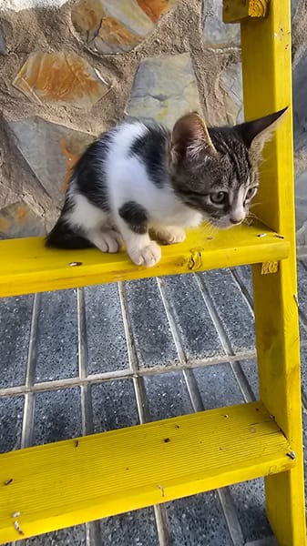 Falito