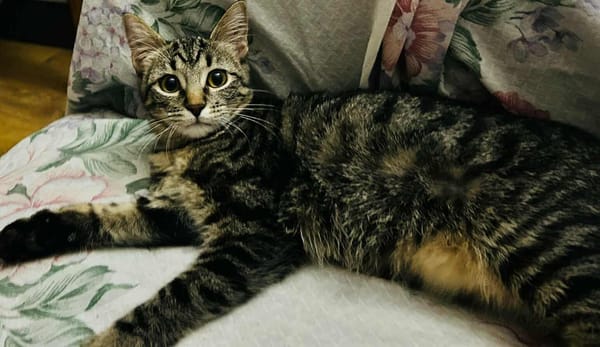 ARIEL adorable minette de 5 mois