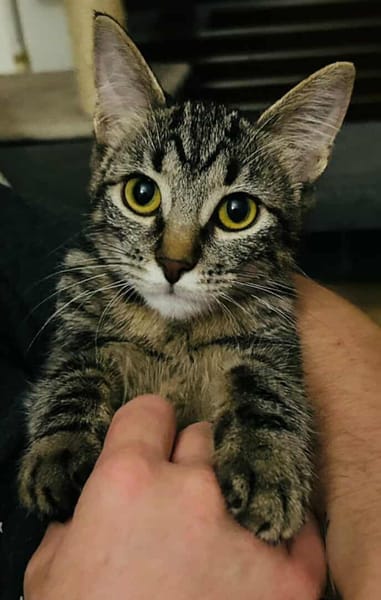 ARIEL adorable minette de 5 mois