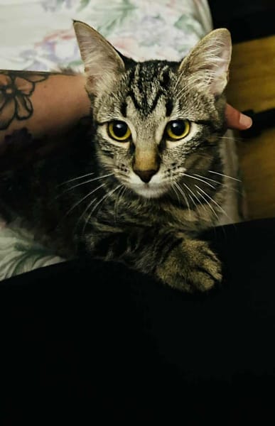 ARIEL adorable minette de 5 mois