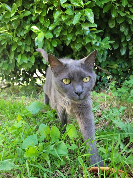 Balthazar