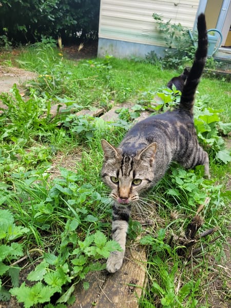 Berlioz