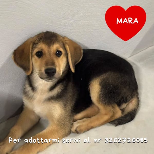 MARA