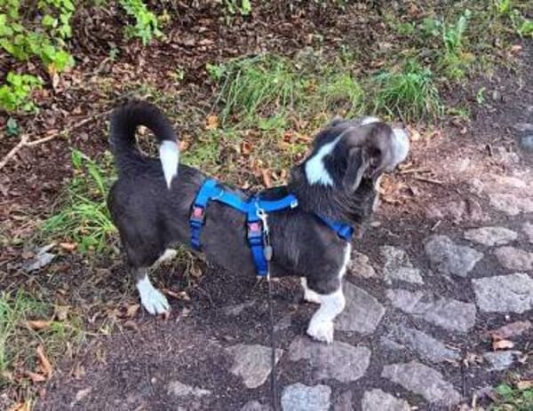 MAYBRITT * Hundedame mit Charme