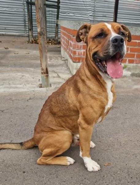 Balou