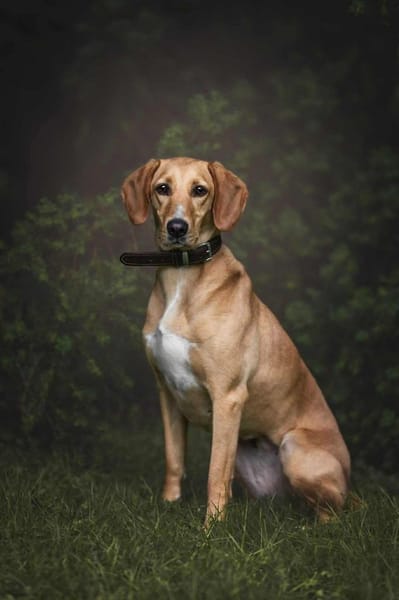 Amy -bedroht von hundehassenden Nachbarn