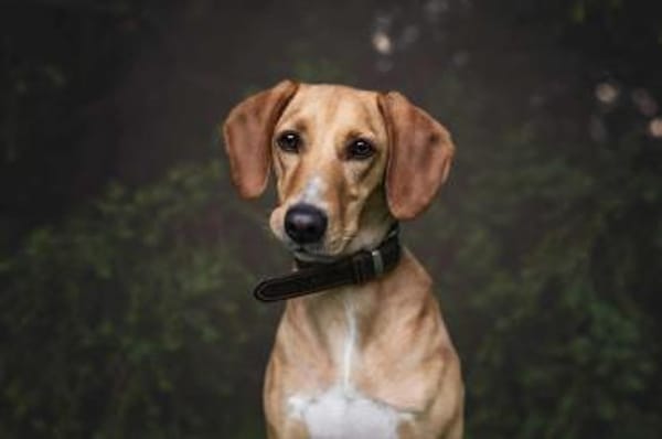 Amy -bedroht von hundehassenden Nachbarn