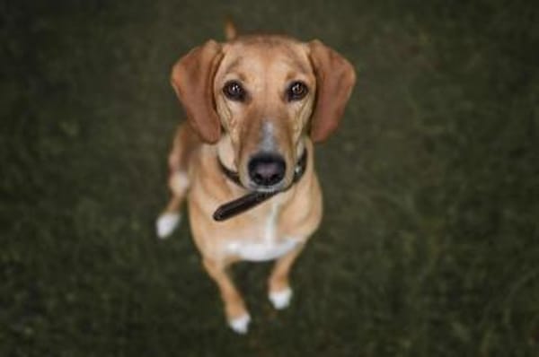 Amy -bedroht von hundehassenden Nachbarn