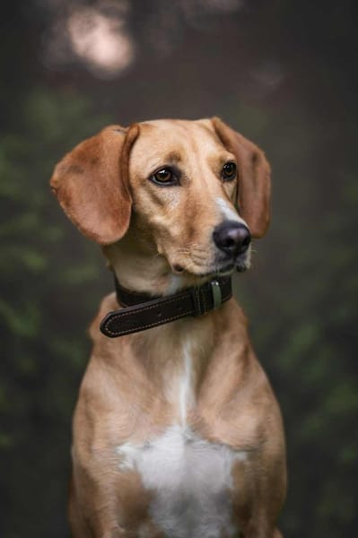 Amy -bedroht von hundehassenden Nachbarn
