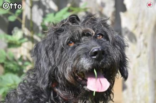 OTTO