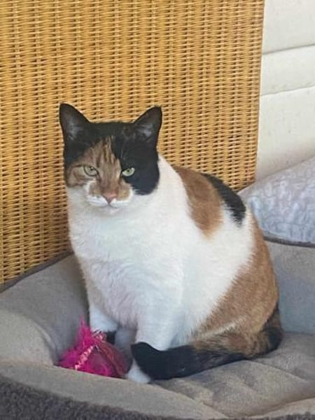 Süße Lina sucht ihre Menschen