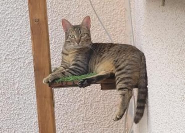 Lustige Roxy