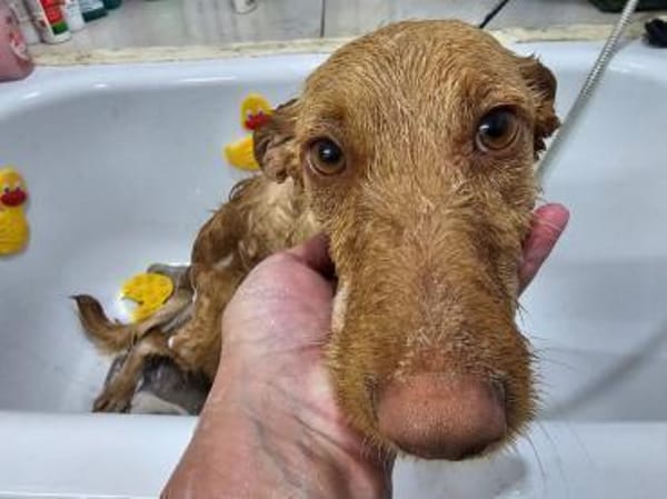 Liebe Podenca sucht ihre Menschen