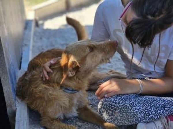 Liebe Podenca sucht ihre Menschen