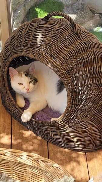 Liebe Fleki (FIV) sucht ihre Familie