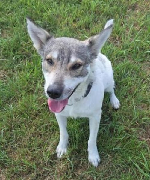 FENJA sucht ein Zuhause