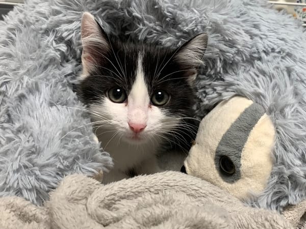 Tigrou [Chaton]
