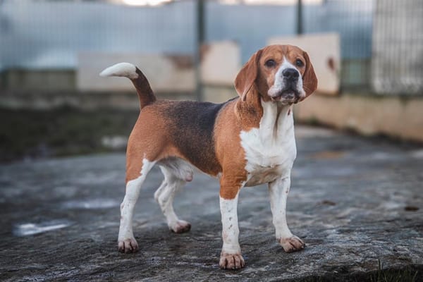 PACO