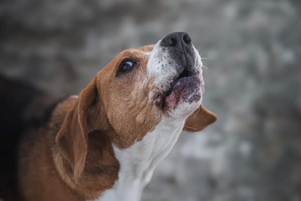 PACO