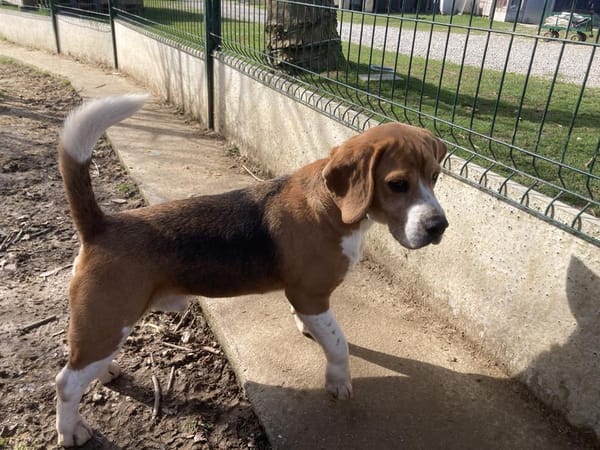 PACO