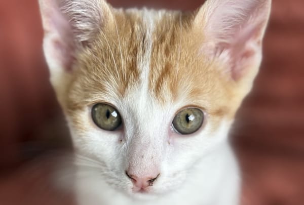 Léon