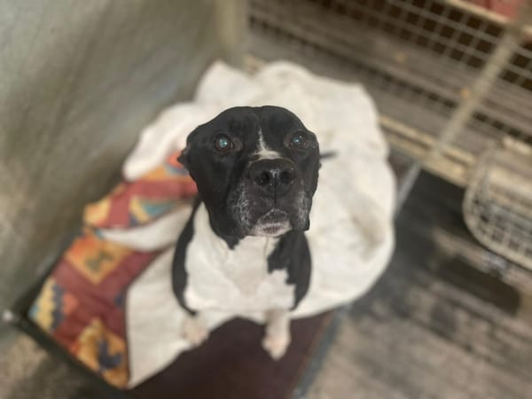 JAROD recherche famille relais ou adoption