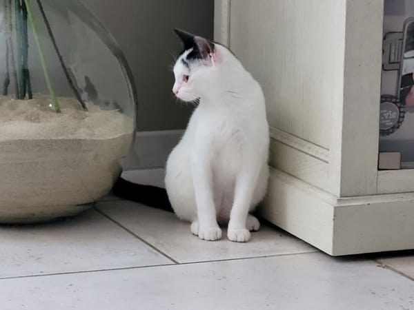 CIBOULETTE