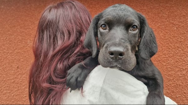 Mowgli (En cours d'adoption)