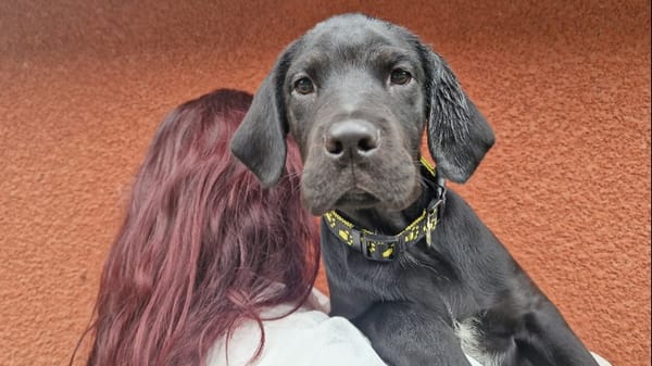 Baloo "En cours d'adoption"