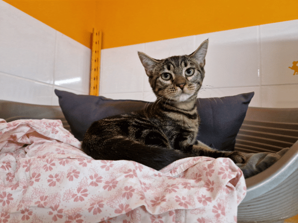 Wick (En cours d'adoption)