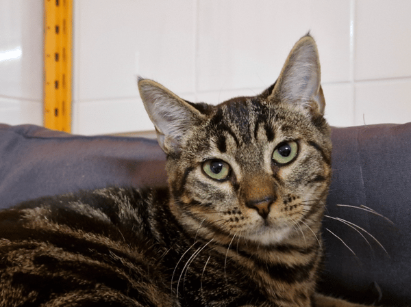 Wick (En cours d'adoption)