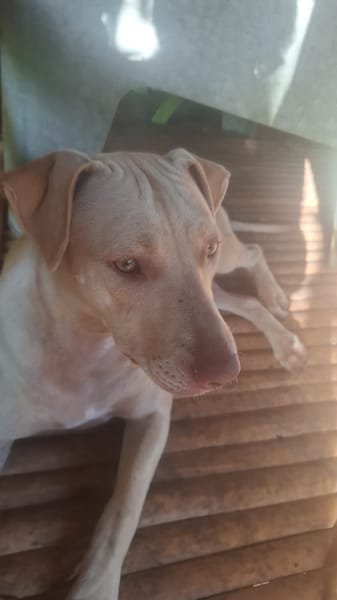PHOENIX Croisée Labrador Femelle junior