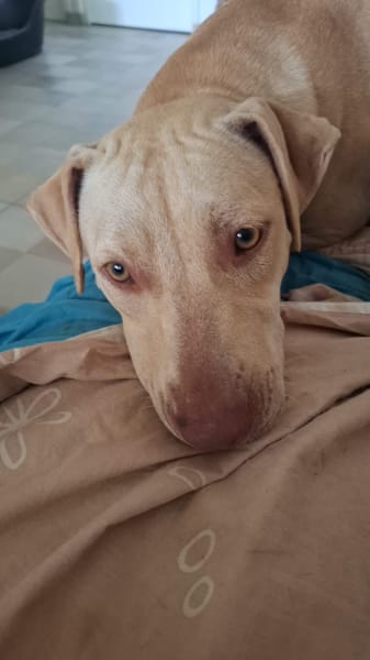 PHOENIX Croisée Labrador Femelle junior