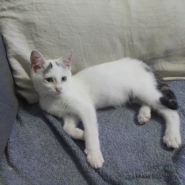 LOUNA