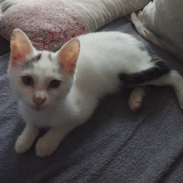 LOUNA