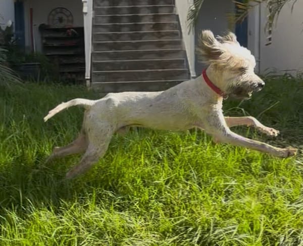 CHAPLIN,  Croisé Griffon Créole junior