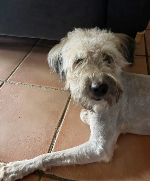 CHAPLIN,  Croisé Griffon Créole junior