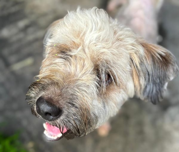 CHAPLIN,  Croisé Griffon Créole junior
