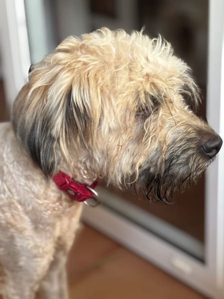 CHAPLIN,  Croisé Griffon Créole junior