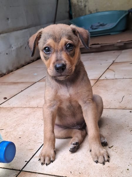 CASH, chiot mâle Berger Créole