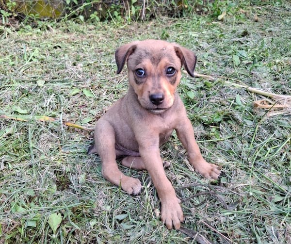 CASH, chiot mâle Berger Créole