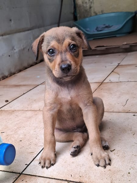CASH, chiot mâle Berger Créole