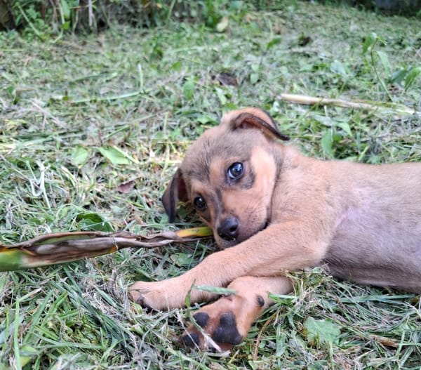 CASH, chiot mâle Berger Créole