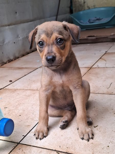CASH, chiot mâle Berger Créole